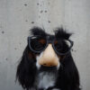 hond met snor