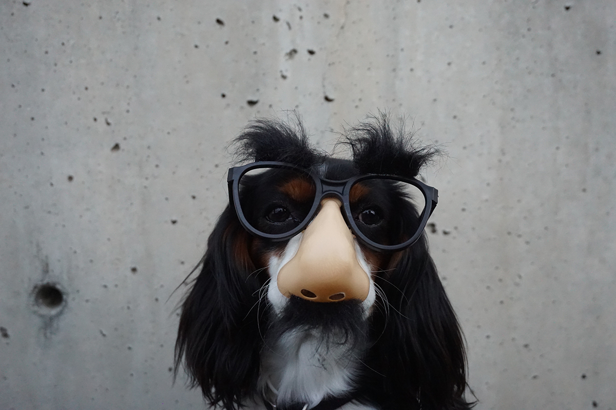 hond met snor