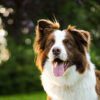 Bordercollie