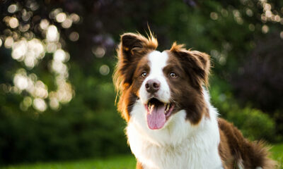 Bordercollie