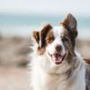 Blije border collie