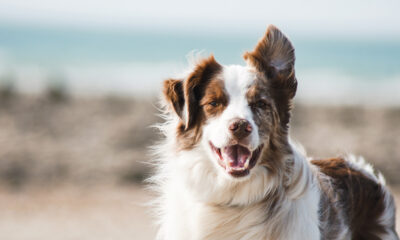 Blije border collie