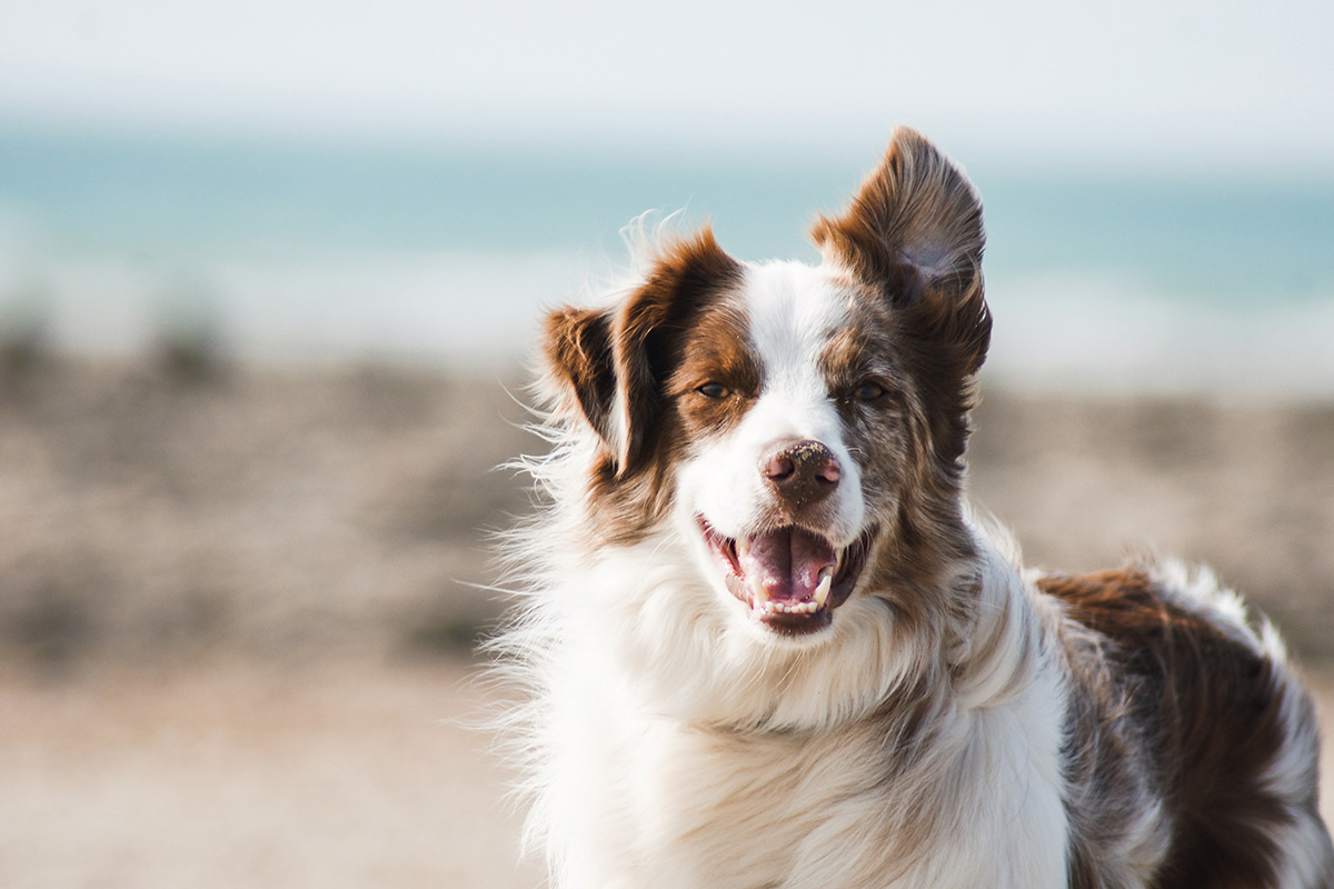 Blije border collie