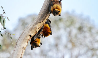 3 schattige vleermuizen in een boom