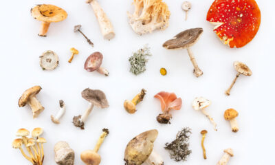 Mix van paddenstoelen