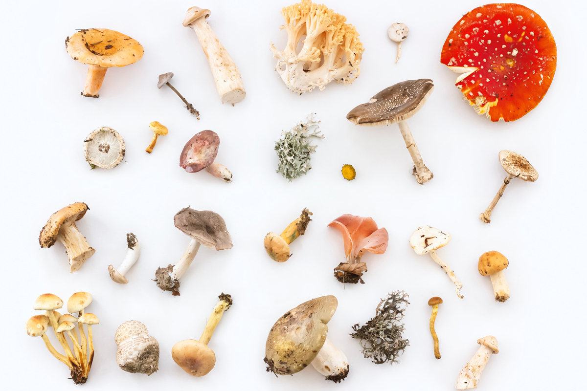Mix van paddenstoelen