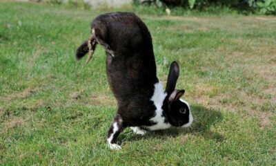 Het sauteur d’Alfort konijn