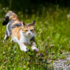 Kat in tuin