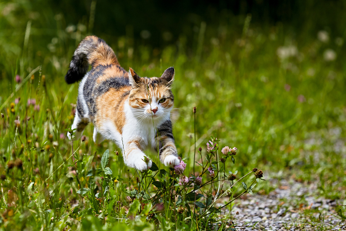 Kat in tuin