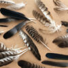 Collectie veren