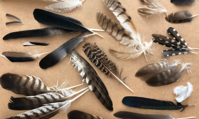 Collectie veren