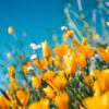 Bloemenzee