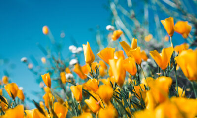 Bloemenzee