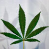 de cannabisplant