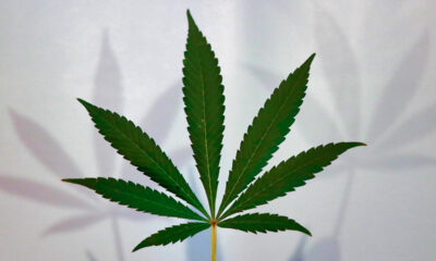 de cannabisplant
