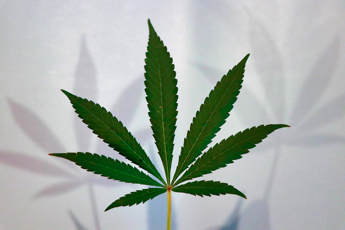 de cannabisplant