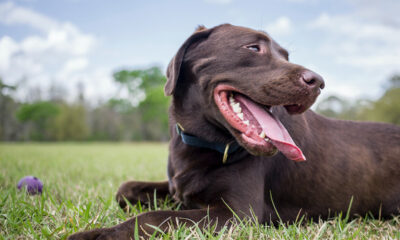 Een lachende hond
